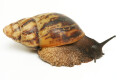 Archachatina marginata ssp. Cameroon 6 adult